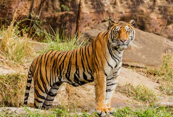 Comment planifier une expédition pour observer les tigres en Inde ?